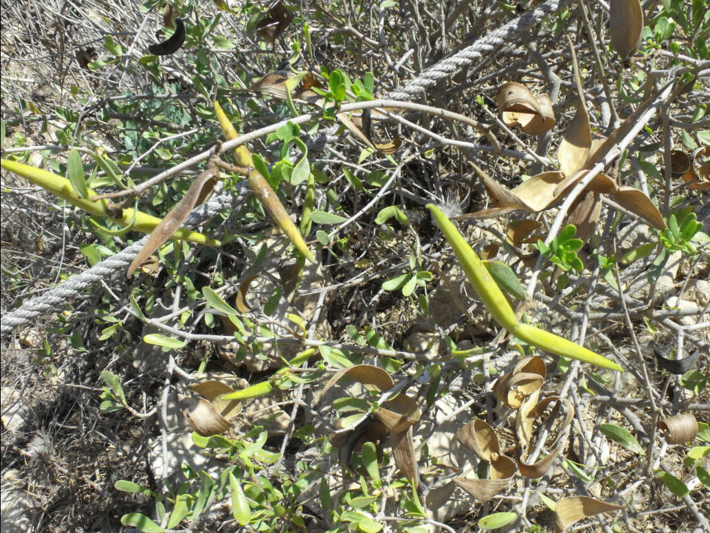 Periploca angustifolia